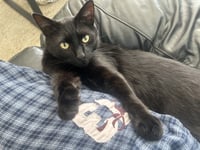 Mr. Tuxy - Photo 2