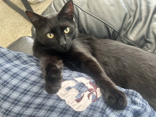 MR. TUXY - Domestic Short Hair available for adoption