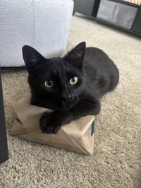 Mr. Tuxy - Photo 3