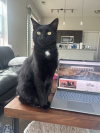 Mr. Tuxy - Photo 4