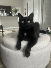 Mr. Tuxy - Photo 5