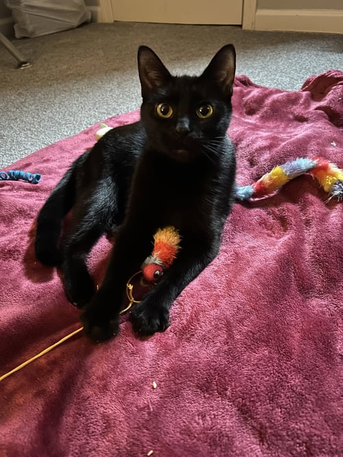 KHALEESI - Domestic Short Hair available for adoption