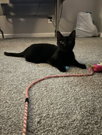 Khaleesi - Photo 2