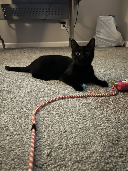 KHALEESI - Domestic Short Hair available for adoption