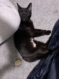 Khaleesi - Photo 5