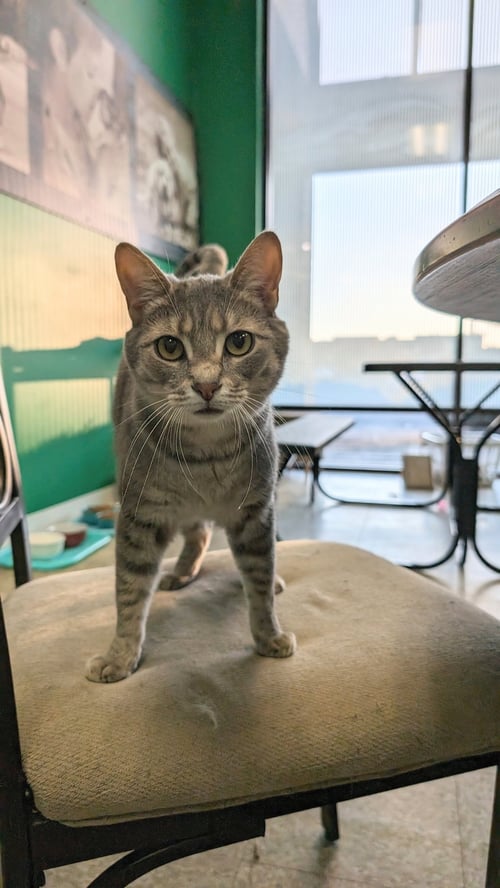 TWIN - Domestic Short Hair for adoption in Columbus