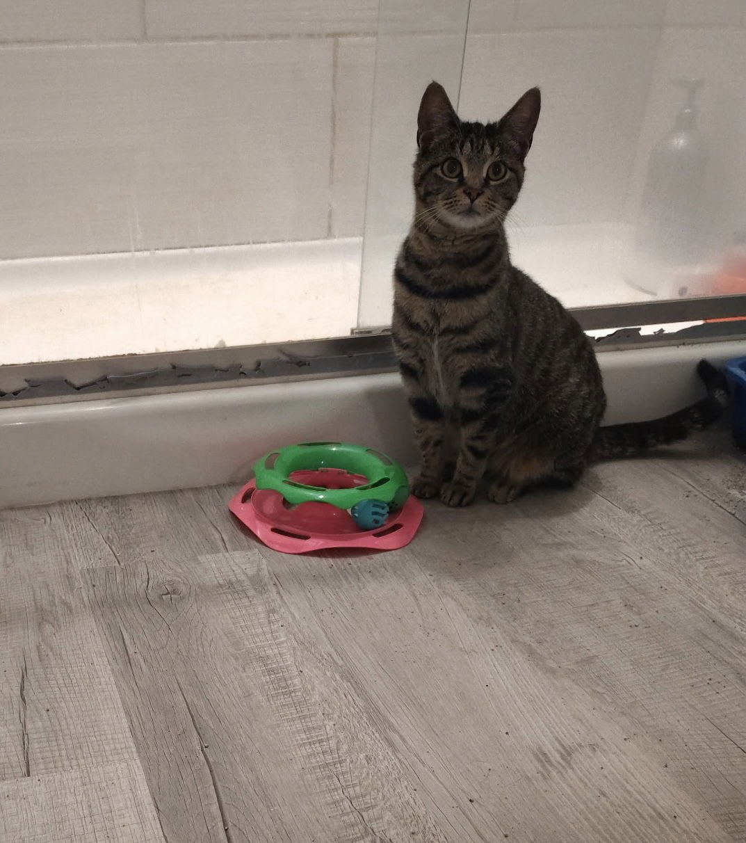 PRINCESS - Domestic Short Hair available for adoption