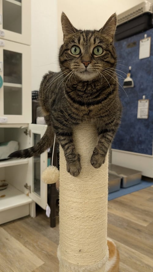 MELODIE - Domestic Short Hair available for adoption