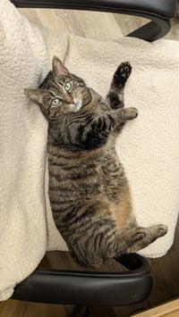 Melodie - Photo 6
