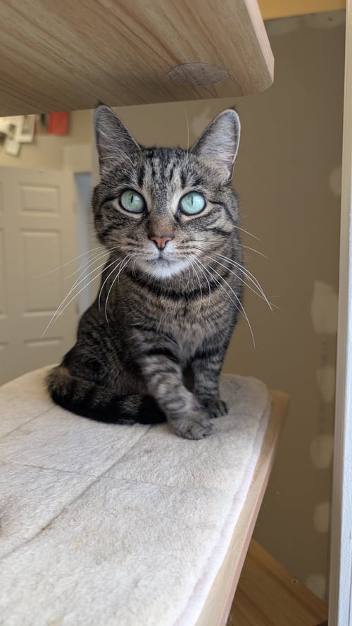 MELODIE - Domestic Short Hair for adoption in Columbus