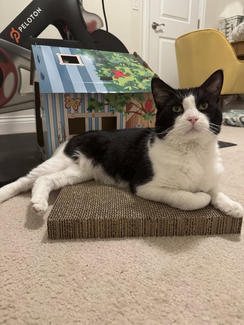 MIKE - Domestic Short Hair available for adoption