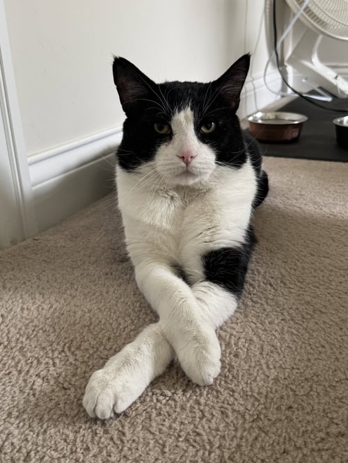 MIKE - Domestic Short Hair available for adoption