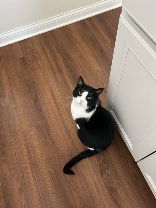 MIKE - Domestic Short Hair for adoption in Columbus