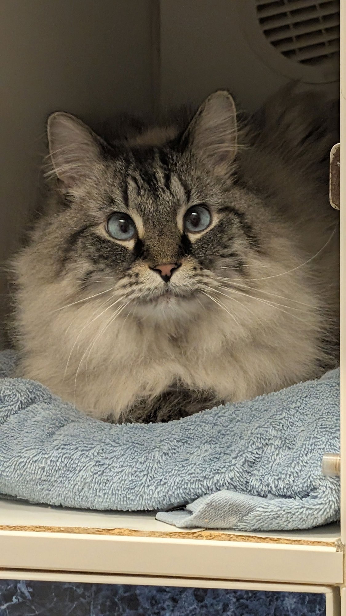 CHARLIE - Ragdoll / Domestic Long Hair available for adoption