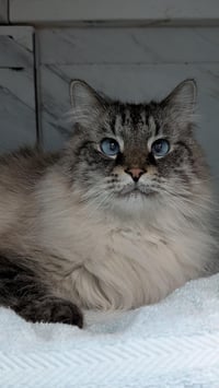 Charlie - Photo 4