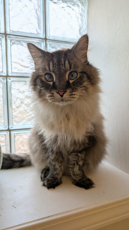 CHARLIE - Ragdoll / Domestic Long Hair available for adoption