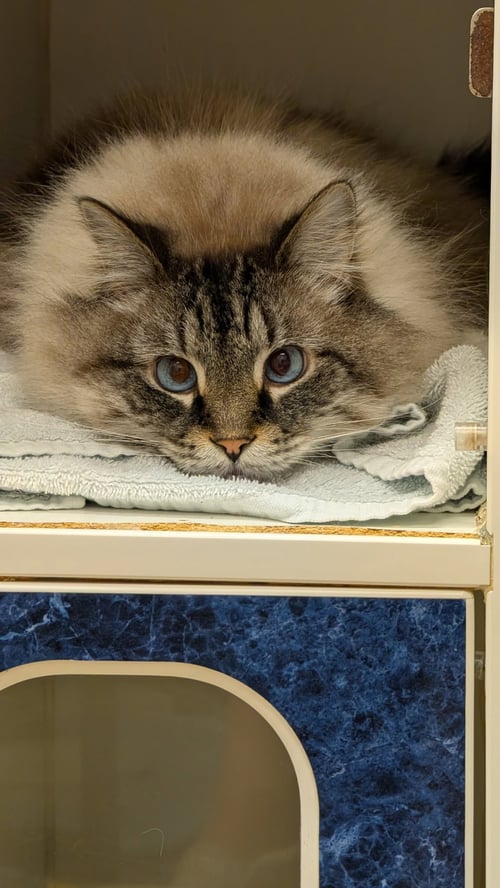 CHARLIE - Ragdoll / Domestic Long Hair for adoption in Columbus