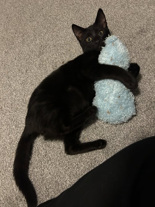 SER DUNCAN - Domestic Short Hair available for adoption