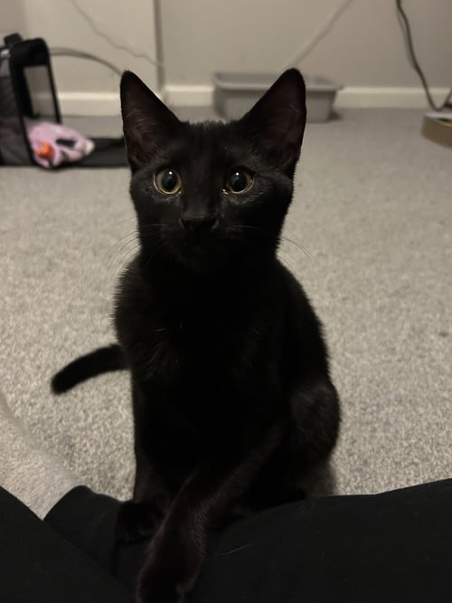 SER DUNCAN - Domestic Short Hair available for adoption
