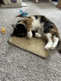 Gracie - Photo 3