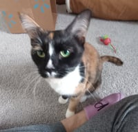 Gracie - Photo 4