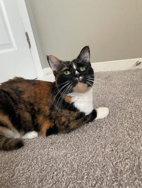 GRACIE - Tortoiseshell / Abyssinian available for adoption