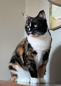 Gracie - Photo 2