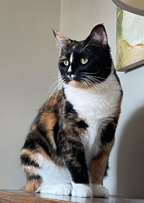 GRACIE - Tortoiseshell / Abyssinian available for adoption