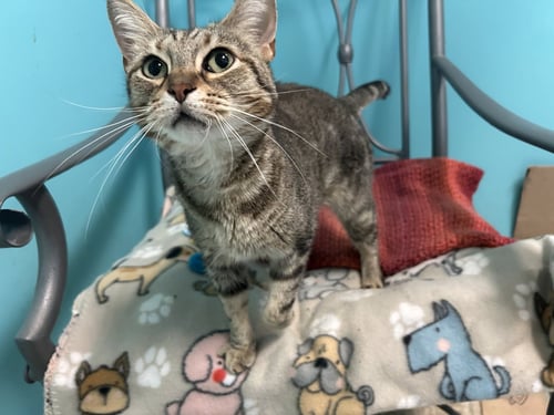 AVA - Domestic Short Hair / Tabby for adoption in Columbus