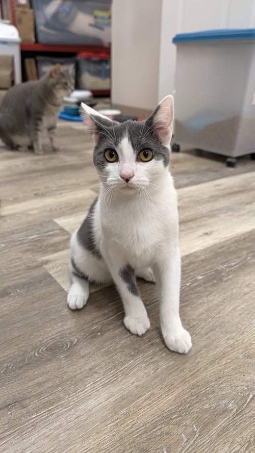 HOWIE - Domestic Short Hair for adoption in Columbus