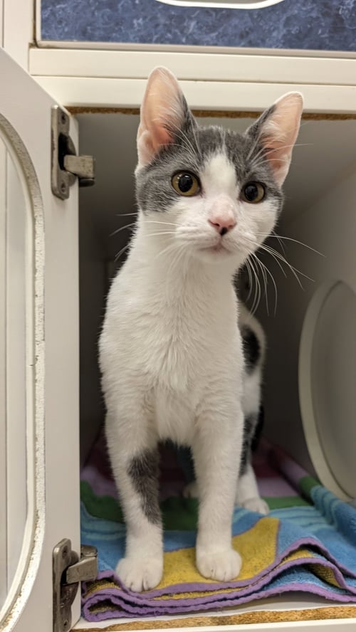HOWIE - Domestic Short Hair available for adoption