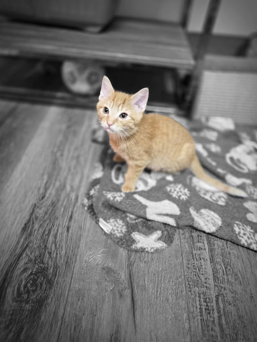 HOBBES - Domestic Short Hair available for adoption