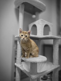 Hobbes - Photo 2