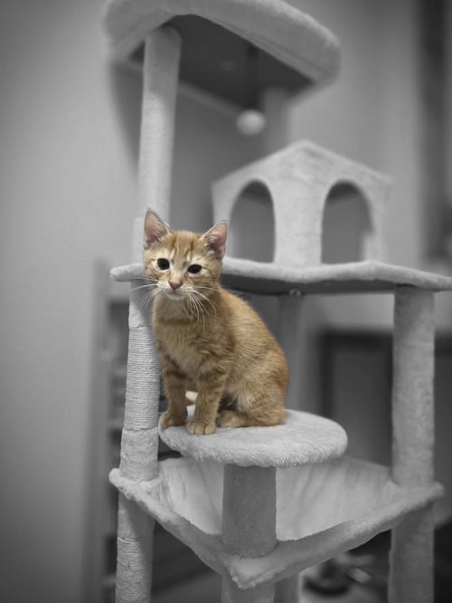 HOBBES - Domestic Short Hair available for adoption
