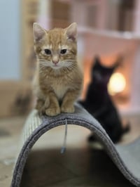 Hobbes - Photo 3