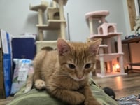 Hobbes - Photo 4