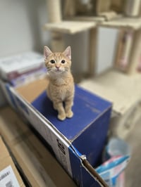 Hobbes - Photo 5