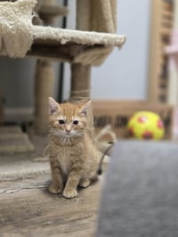 Hobbes - Photo 6