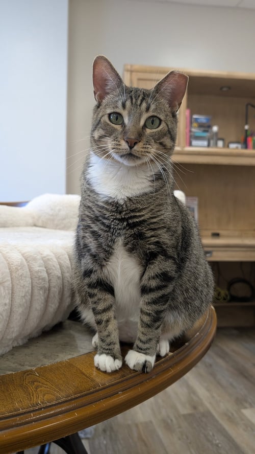 TERRY - Domestic Short Hair available for adoption