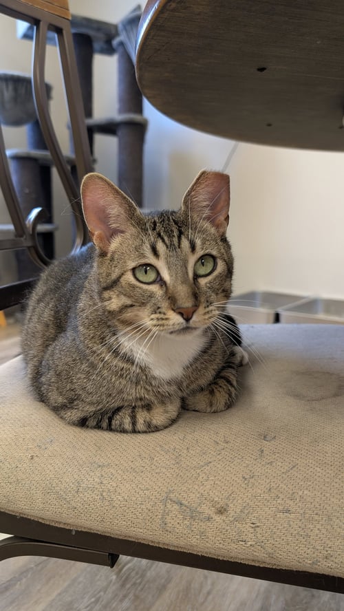 TERRY - Domestic Short Hair available for adoption