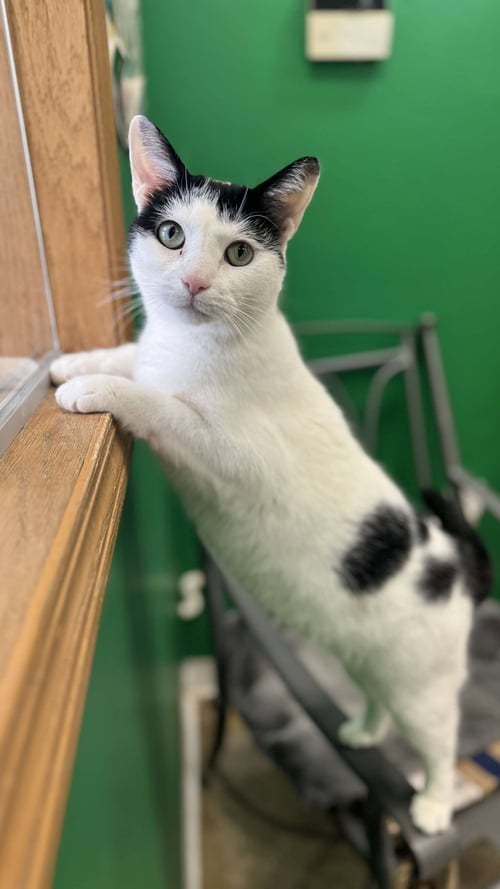 ORI - Domestic Short Hair for adoption in Columbus