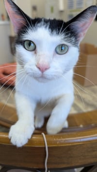 Ori - Photo 3