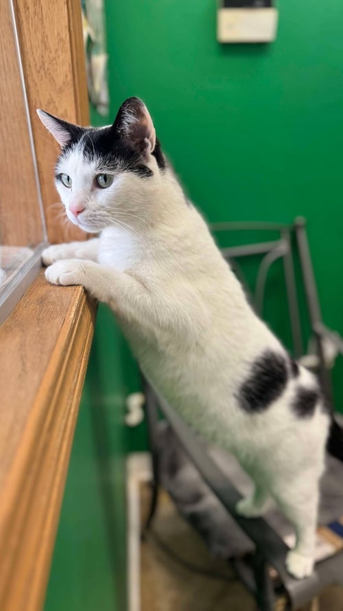ORI - Domestic Short Hair available for adoption