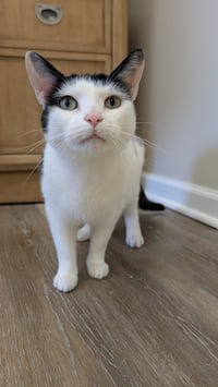 Ori - Photo 4