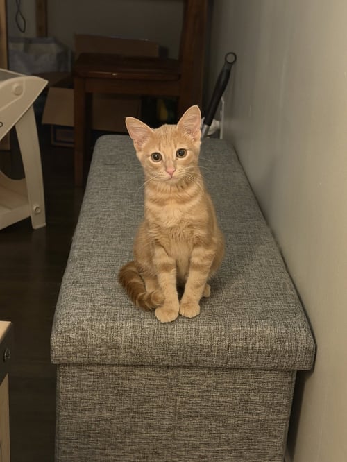 LOU - Domestic Short Hair available for adoption