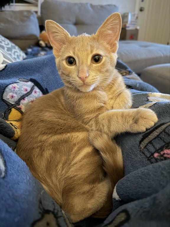 Lou Image
