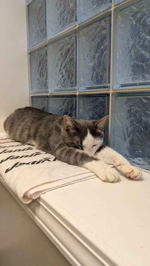 ROCCO - Domestic Short Hair available for adoption