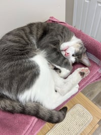Rocco - Photo 6