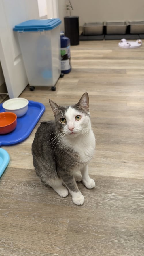 ROCCO - Domestic Short Hair for adoption in Columbus