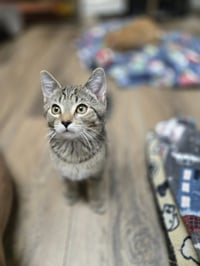 Goose - Photo 1